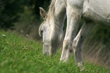 Fototapeta premium Horse