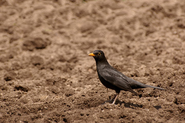Blackbird