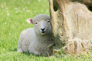 Little Lamb © Toni Allen