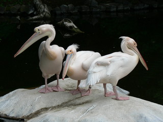Drei Pelikane 02