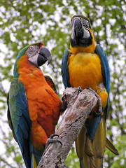 Parrots