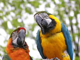 Parrots