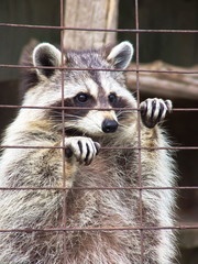 Racoon