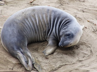 Elephant seal