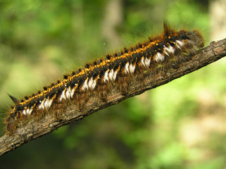 Obraz premium Larva Dendrolimus pini.