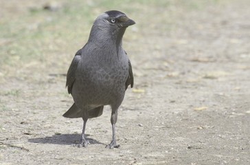 Jackdaw