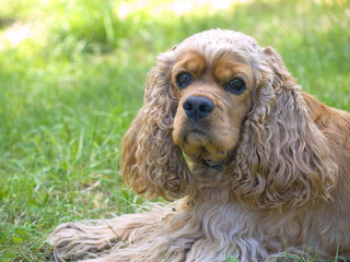 Spaniel at grass