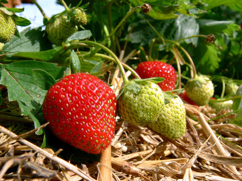 Erdbeeren im Garten