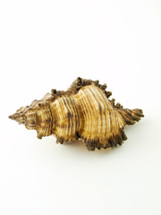 Shell