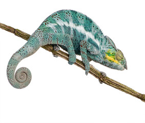 Naklejka premium Chameleon Furcifer Pardalis - Nosy Faly (18 months)