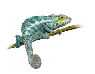 Fototapeta premium Chameleon Furcifer Pardalis - Nosy Faly (18 months)