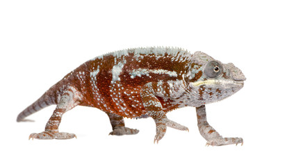 Chameleon Furcifer Pardalis - Masoala (4 years)