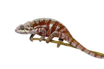 Chameleon Furcifer Pardalis - Masoala (4 years)