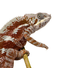 Chameleon Furcifer Pardalis - Masoala (4 years)