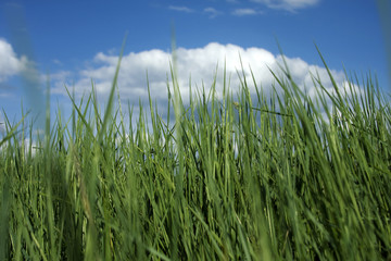 herbes hautes