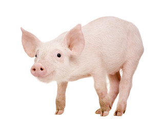 Young pig (+/-1 month)