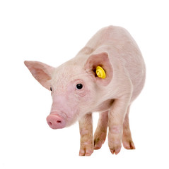 Young pig (+/-1 month)