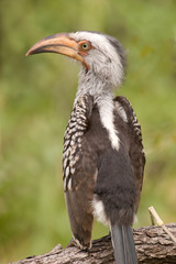 Southern Yellow-billed Hornbill