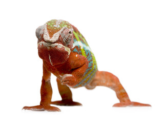 Chameleon Furcifer Pardalis - Ambilobe (18 months) © Eric Isselée