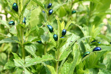 Mint stalk destroyed by insect pests