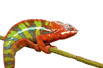Chameleon Furcifer Pardalis - Ambilobe (18 months) © Eric Isselée