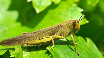 Grasshopper camouflaged in green leves.