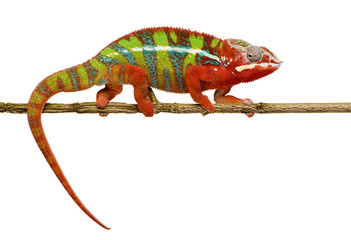 Naklejka premium Chameleon Furcifer Pardalis - Ambilobe (18 miesięcy)