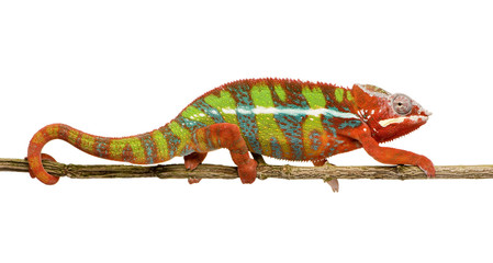 Fototapeta premium Chameleon Furcifer Pardalis - Ambilobe (18 miesięcy)