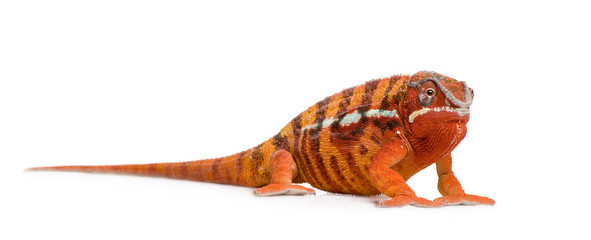 Naklejka premium Chameleon Furcifer Pardalis - Sambava (2 years)