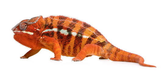 Fototapeta premium Chameleon Furcifer Pardalis - Sambava (2 years)