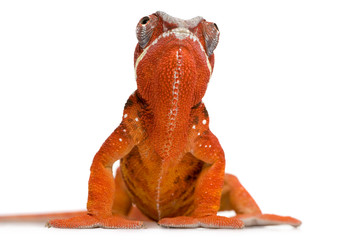 Naklejka premium Chameleon Furcifer Pardalis - Sambava (2 years)