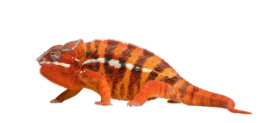 Chameleon Furcifer Pardalis - Sambava (2 years)