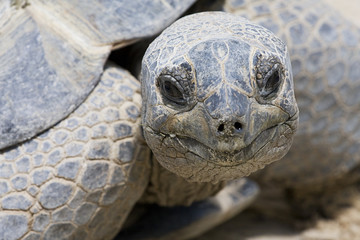 tortue de  terre