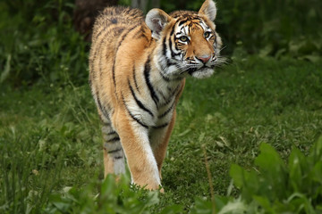 Curiousity