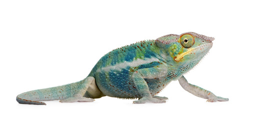 Fototapeta premium Young Chameleon Furcifer Pardalis - Ankify (8 months)