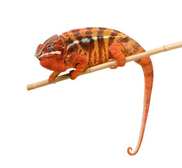 Fototapeta premium Chameleon Furcifer Pardalis - Sambava (2 years)