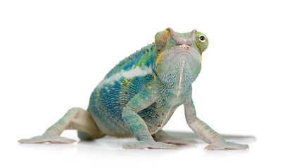 Young Chameleon Furcifer Pardalis - Ankify (8 months) © Eric Isselée