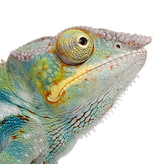 Naklejka premium Young Chameleon Furcifer Pardalis - Ankify (8 months)