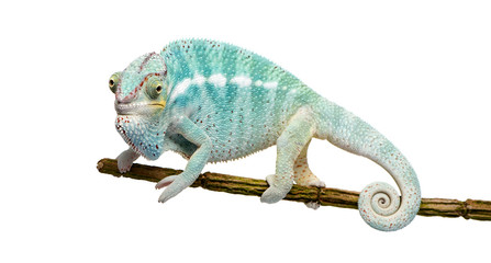 Obraz premium Young Chameleon Furcifer Pardalis - Nosy Be(7 months)