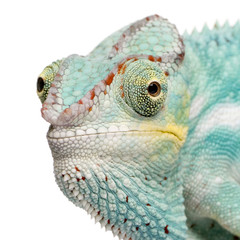 Obraz premium Young Chameleon Furcifer Pardalis - Nosy Be(7 months)