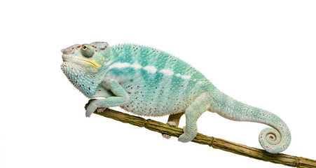 Fototapeta premium Young Chameleon Furcifer Pardalis - Nosy Be(7 months)