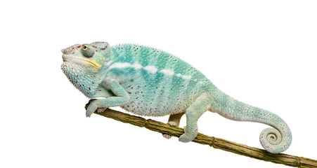 Fotobehang Young Chameleon Furcifer Pardalis - Nosy Be(7 months) © Eric Isselée