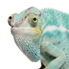  Young Chameleon Furcifer Pardalis - Nosy Be(7 months) © Eric Isselée