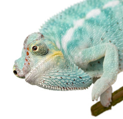 Young Chameleon Furcifer Pardalis - Nosy Be(7 months)