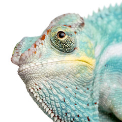 Fototapeta premium Young Chameleon Furcifer Pardalis - Nosy Be(7 months)