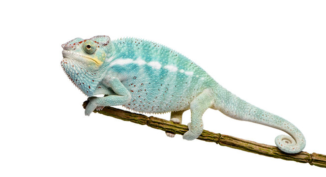 Young Chameleon Furcifer Pardalis - Nosy Be(7 months)