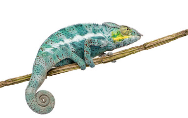 Naklejka premium Chameleon Furcifer Pardalis - Nosy Faly (18 months)