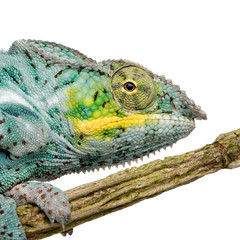 Fototapeta premium Chameleon Furcifer Pardalis - Nosy Faly (18 months)