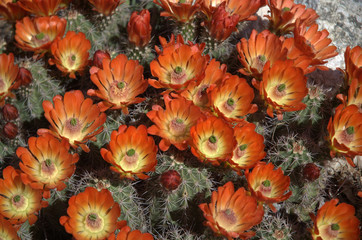 Hedgehog Cactus