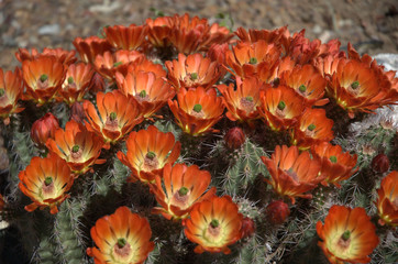 Hedgehog Cactus